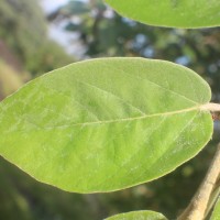 Ficus mollis Vahl